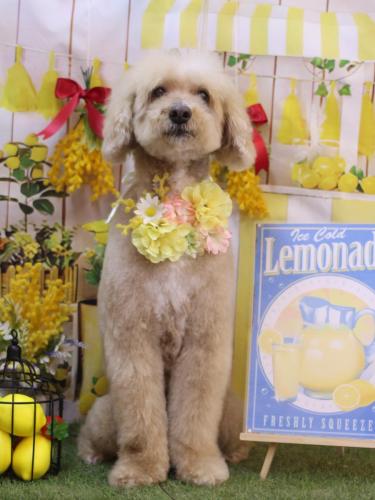 20240427アロマくん